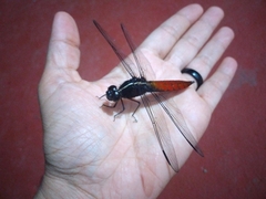Libellula herculea