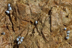 Echinolittorina modesta