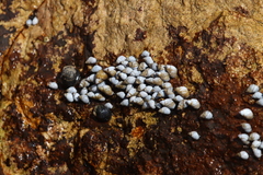 Echinolittorina modesta