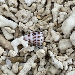 Conus ebraeus
