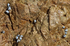 Echinolittorina modesta