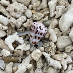 Conus ebraeus