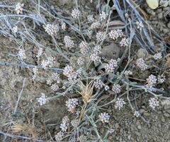 Eriogonum angulosum