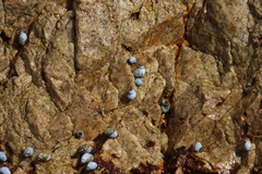 Echinolittorina modesta