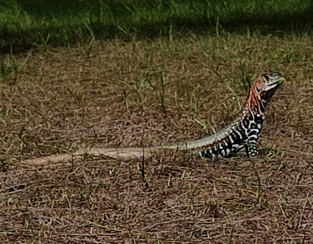 Spotted Butterfly Lizard