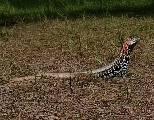 Spotted Butterfly Lizard