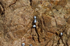 Echinolittorina modesta