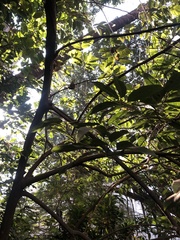 Annona senegalensis senegalensis
