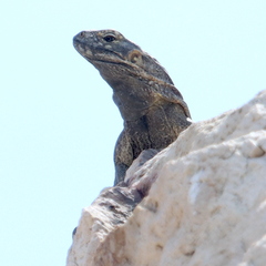 Ctenosaura hemilopha