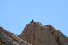 Ctenosaura hemilopha