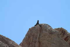 Ctenosaura hemilopha