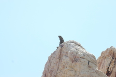 Ctenosaura hemilopha