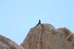 Ctenosaura hemilopha