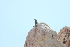 Ctenosaura hemilopha