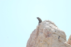 Ctenosaura hemilopha