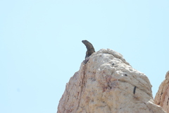 Ctenosaura hemilopha