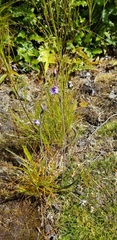 Thelymitra nervosa