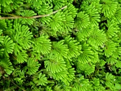 Hypnodendron