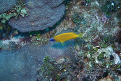 Hypoplectrus gummigutta