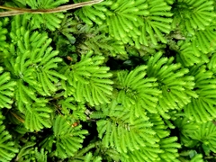 Hypnodendron