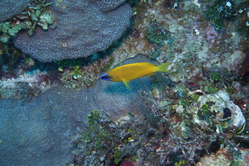 Golden hamlet (Hypoplectrus gummigutta) — Serranidae — 3