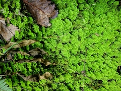 Hypnodendron