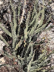 Astrolepis cochisensis