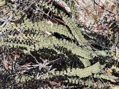 Astrolepis cochisensis