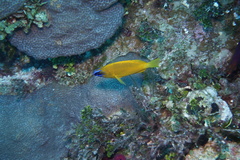 Hypoplectrus gummigutta