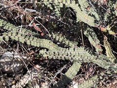 Astrolepis cochisensis