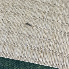 Ctenolepisma villosum