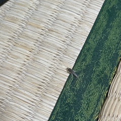 Ctenolepisma villosum