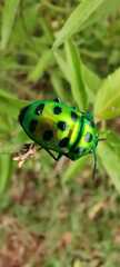 Insecta