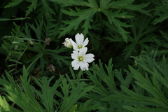 Cerastium maximum