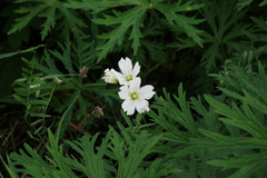 Cerastium maximum