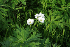 Cerastium maximum