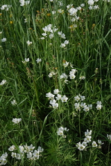 Cerastium maximum