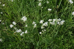 Cerastium maximum