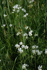 Cerastium maximum