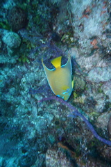 Holacanthus ciliaris