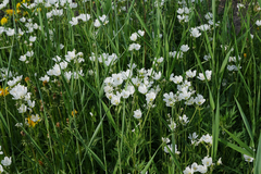 Cerastium maximum
