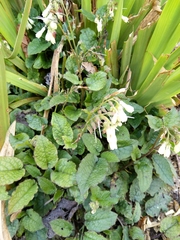 Symphytum grandiflorum