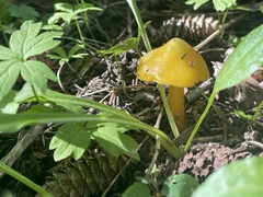 Hygrocybe singeri