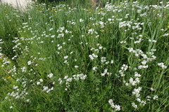 Cerastium maximum
