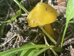 Hygrocybe singeri