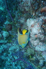 Holacanthus ciliaris