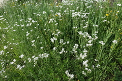 Cerastium maximum