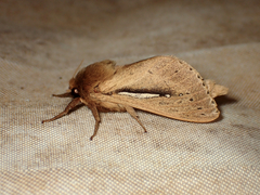 Wiseana umbraculata