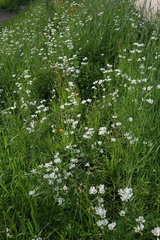 Cerastium maximum