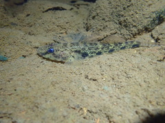 Glossogobius
